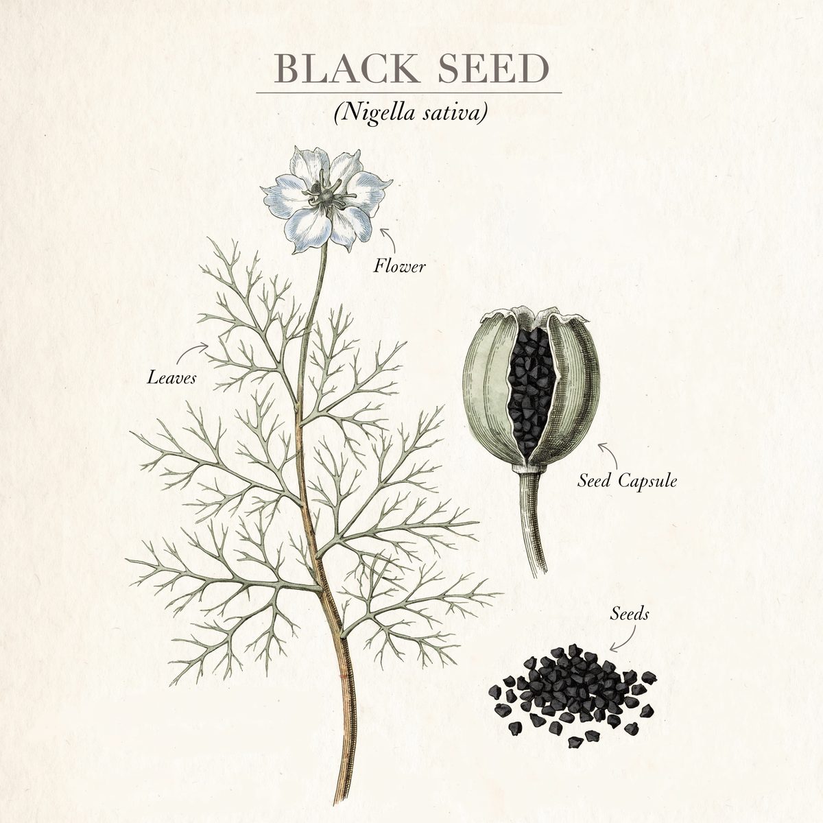 Botanical illustration plate of black seed (Nigella sativa), showing the plant and its seed — the part used in Herbalism 101 Lesson 39.
