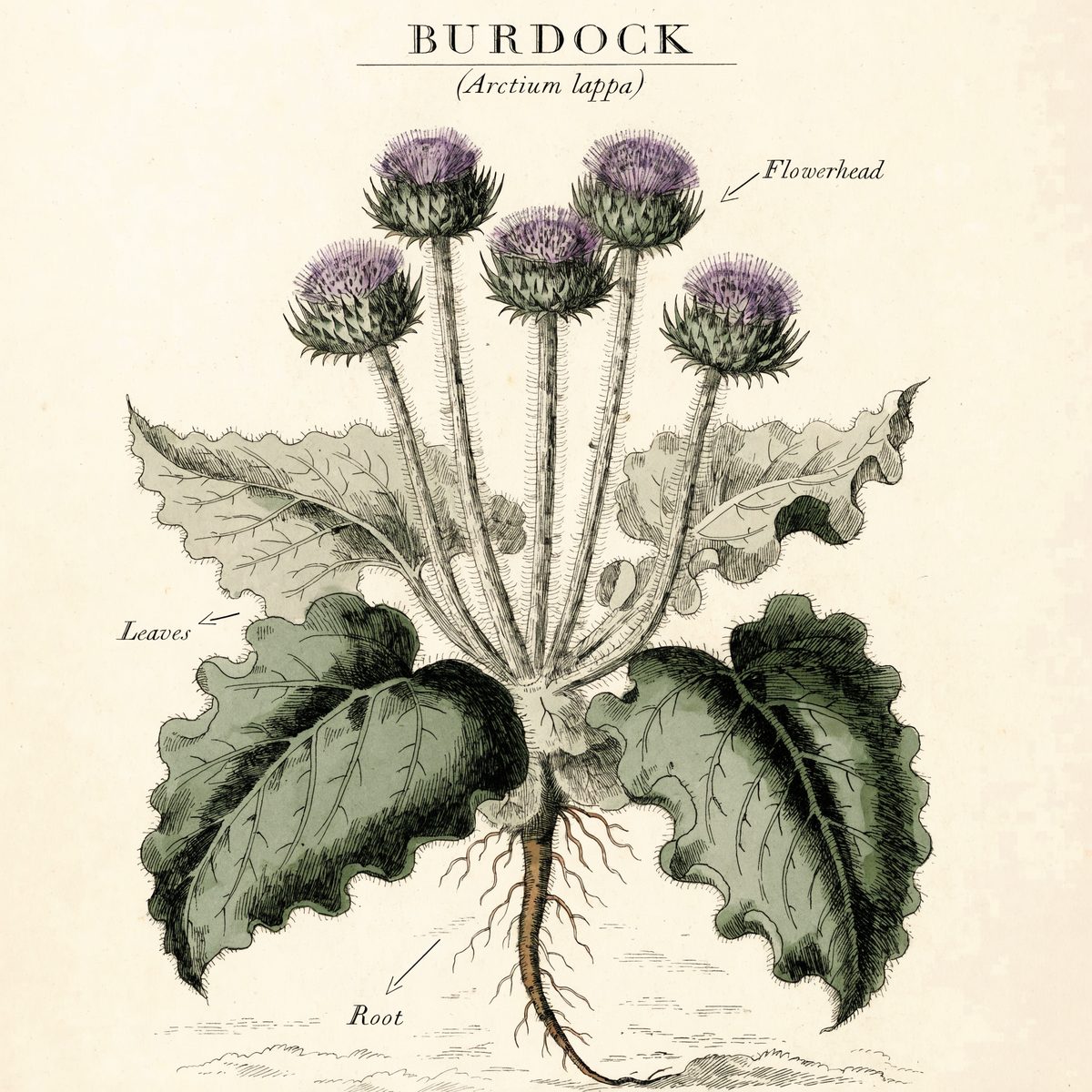Botanical illustration plate of burdock (Arctium lappa), showing the plant and its root — the part used in Herbalism 101 Lesson 42.