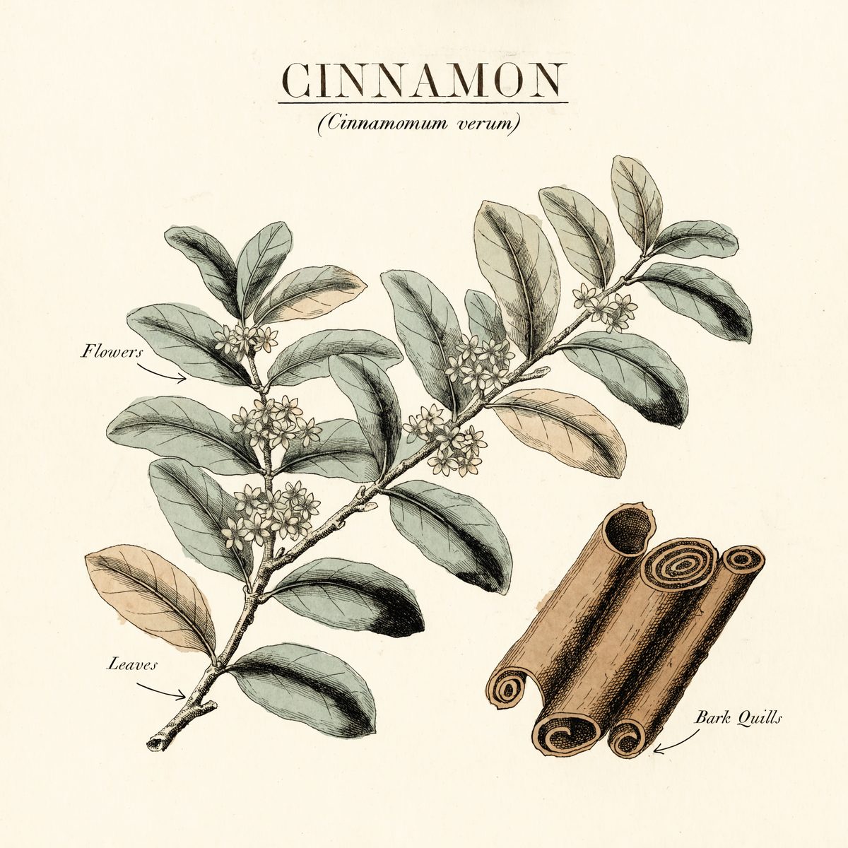 Botanical illustration plate of cinnamon (Cinnamomum verum), showing the plant and its bark — the part used in Herbalism 101 Lesson 43.