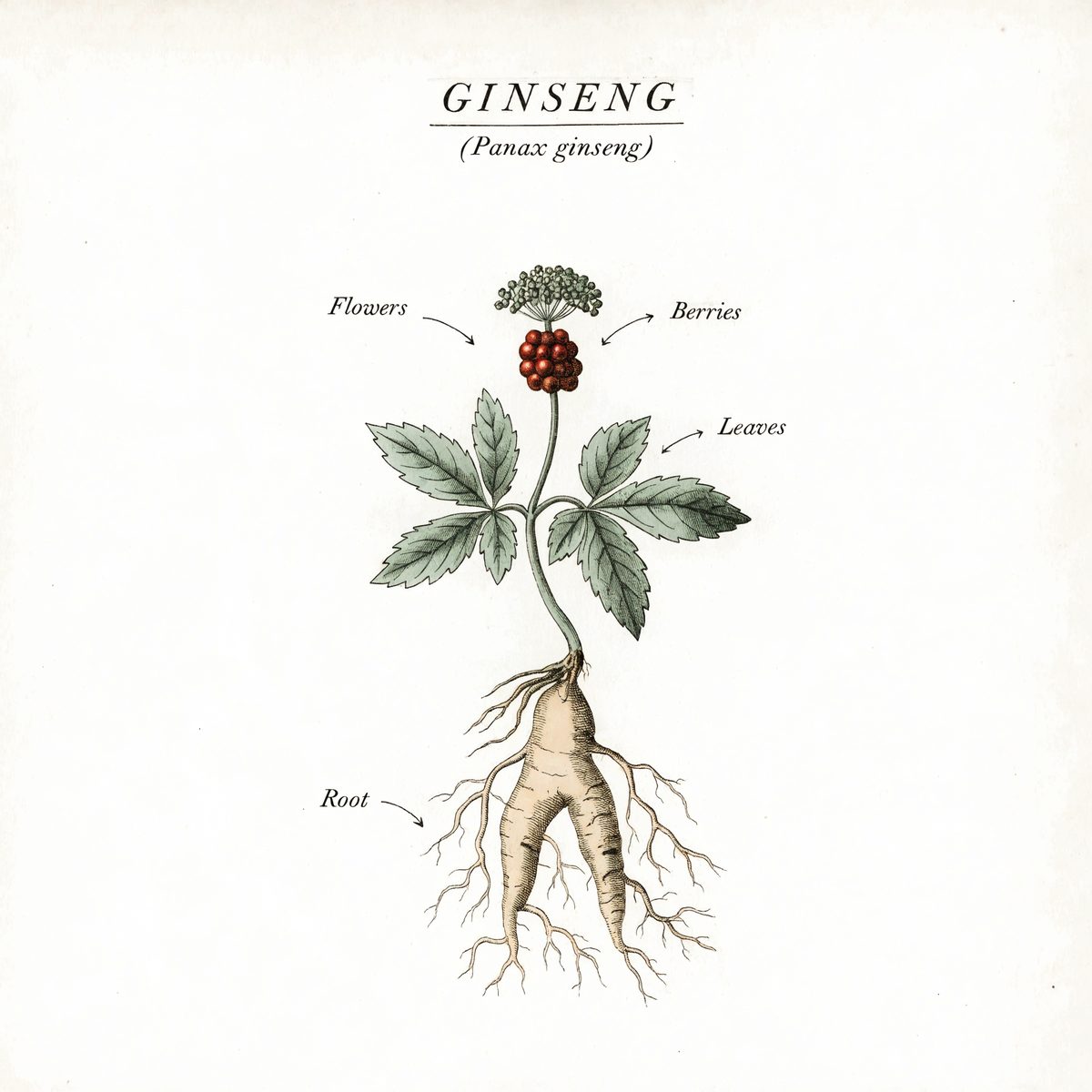 Botanical illustration plate of ginseng (Panax ginseng), showing the plant and its root — the part used in Herbalism 101 Lesson 41.